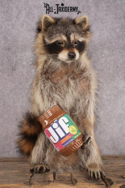 Peanut Butter Raccoon SKU 3051