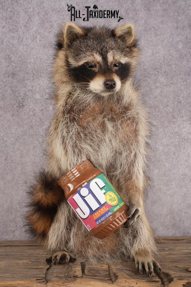 Peanut Butter Raccoon SKU 3051