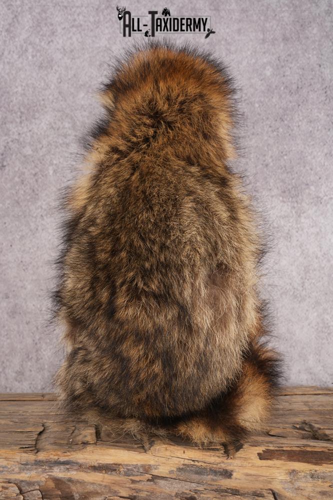 Peanut Butter Raccoon SKU 3051 - Image 3