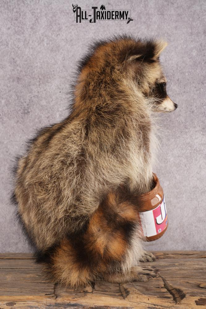 Peanut Butter Raccoon SKU 3051 - Image 2