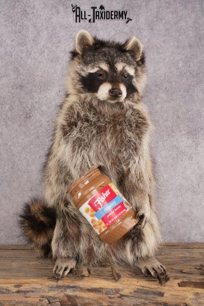 Peanut Butter Raccoon SKU 3052