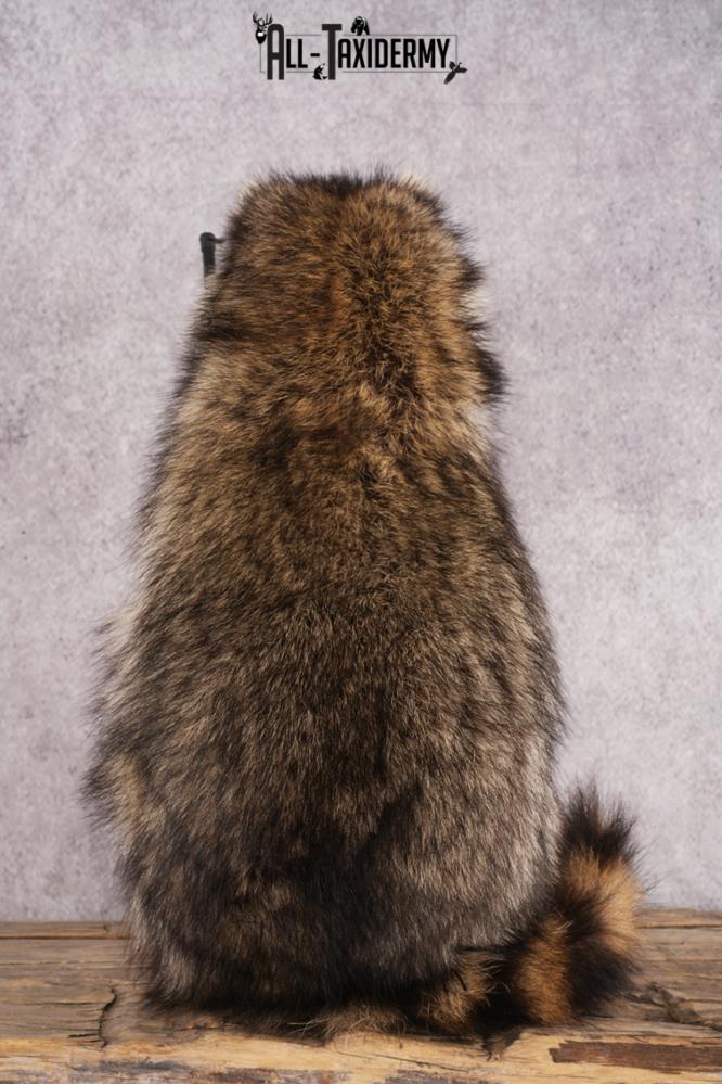 Fishing Raccoon SKU 3055 - Image 2