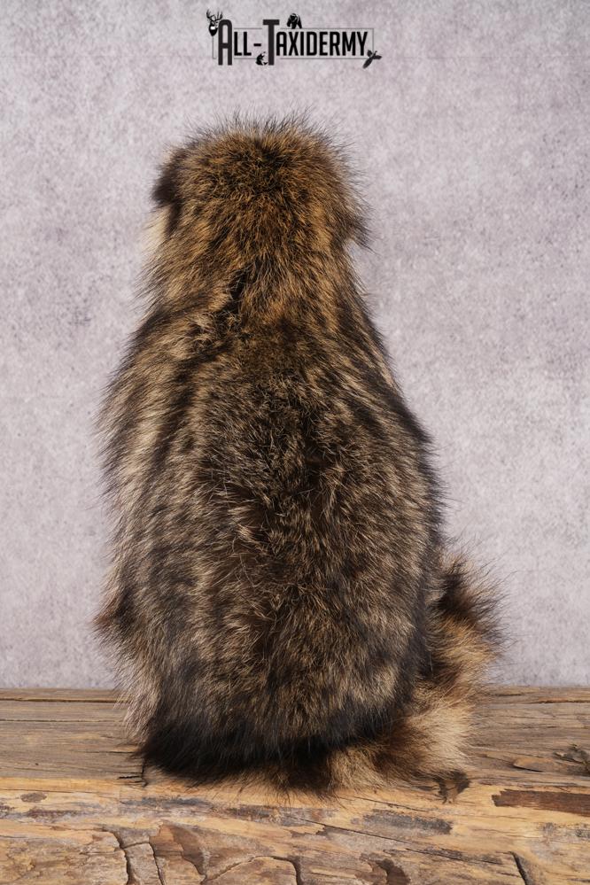 Fishing Raccoon SKU 3057 - Image 3