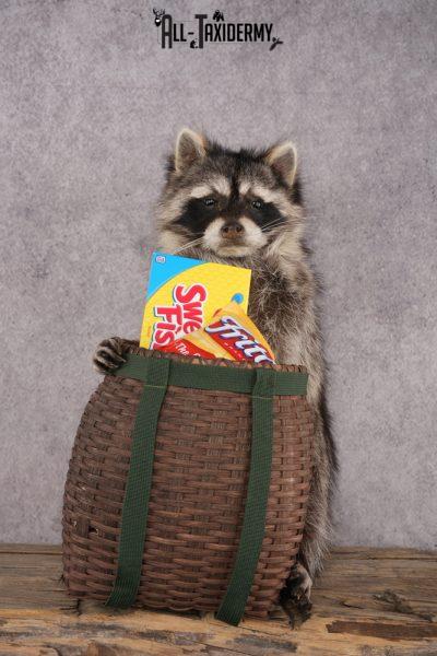 Goody Basket Raccoon SKU 3084