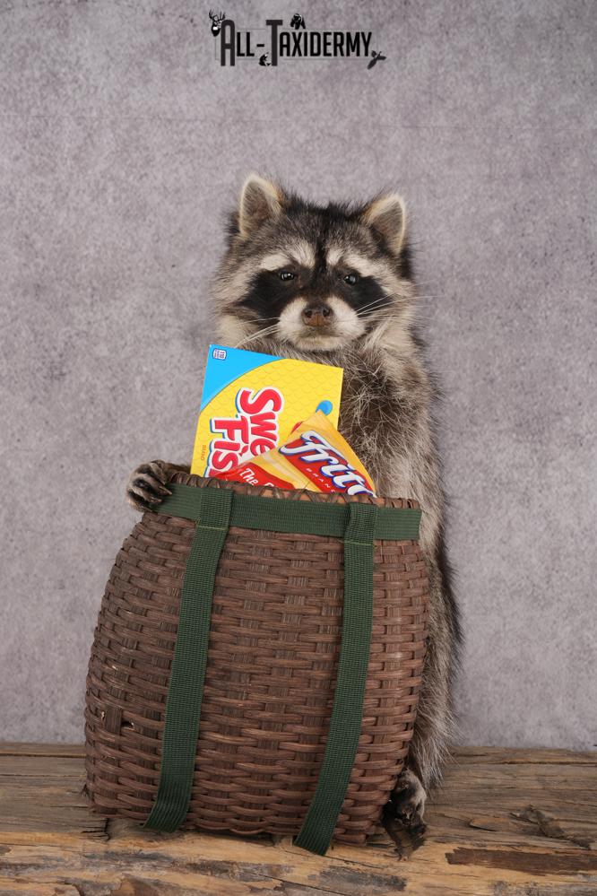 Goody Basket Raccoon SKU 3084