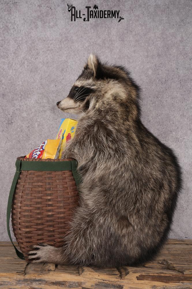 Goody Basket Raccoon SKU 3084 - Image 4