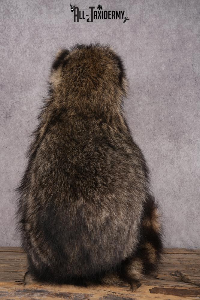 Goody Basket Raccoon SKU 3084 - Image 3