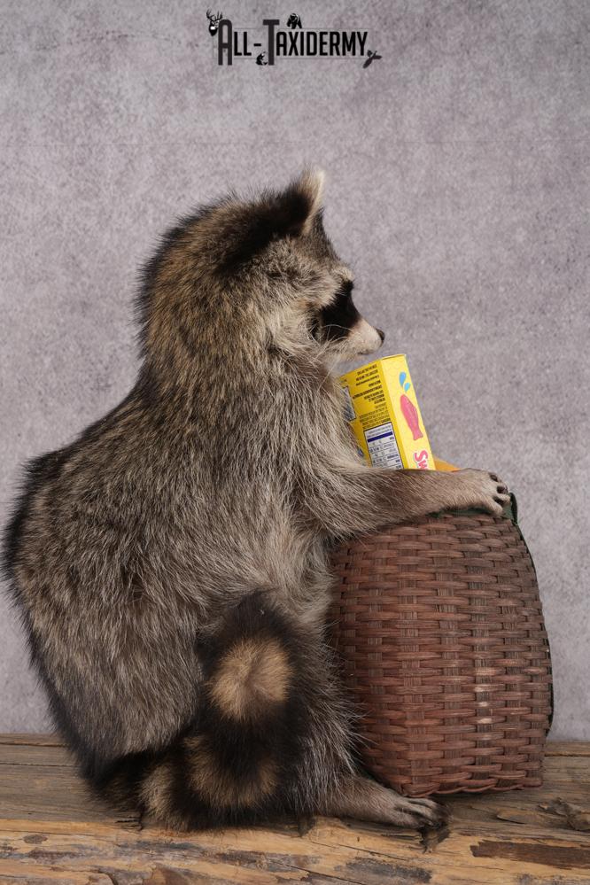 Goody Basket Raccoon SKU 3084 - Image 2