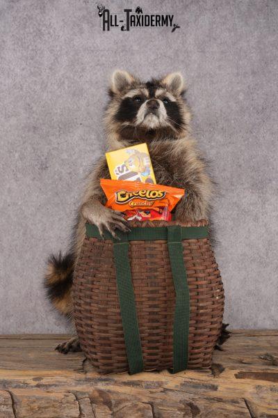 Goody Basket Raccoon SKU 3085