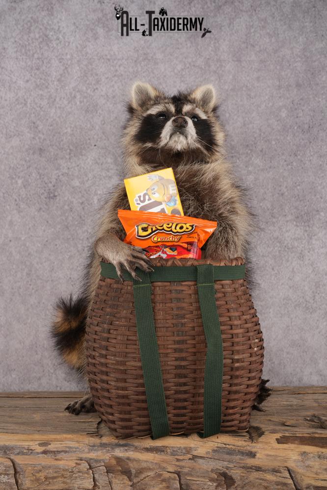 Goody Basket Raccoon SKU 3085