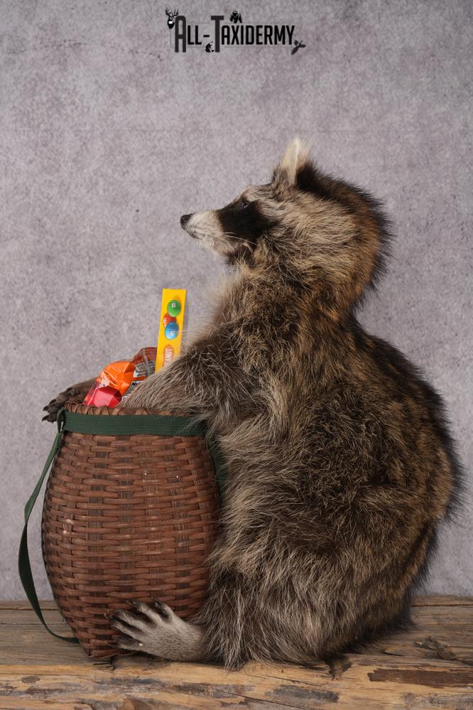 Goody Basket Raccoon SKU 3085 - Image 4