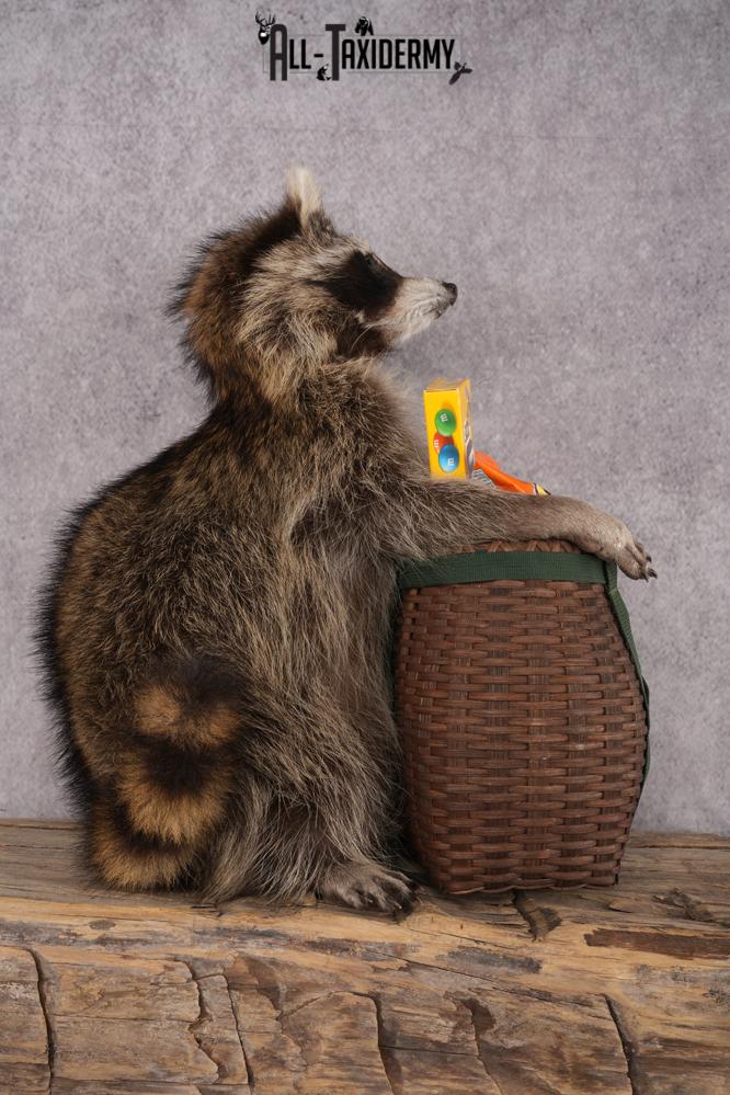 Goody Basket Raccoon SKU 3085 - Image 2
