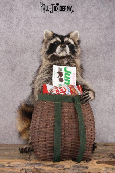 Goody Basket Raccoon SKU 3086