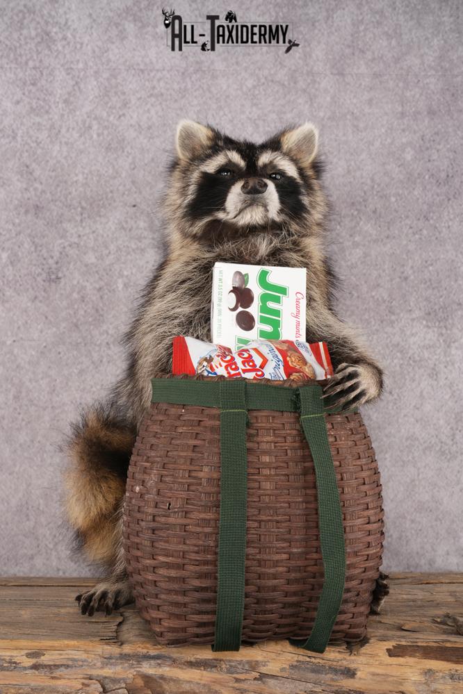 Goody Basket Raccoon SKU 3086