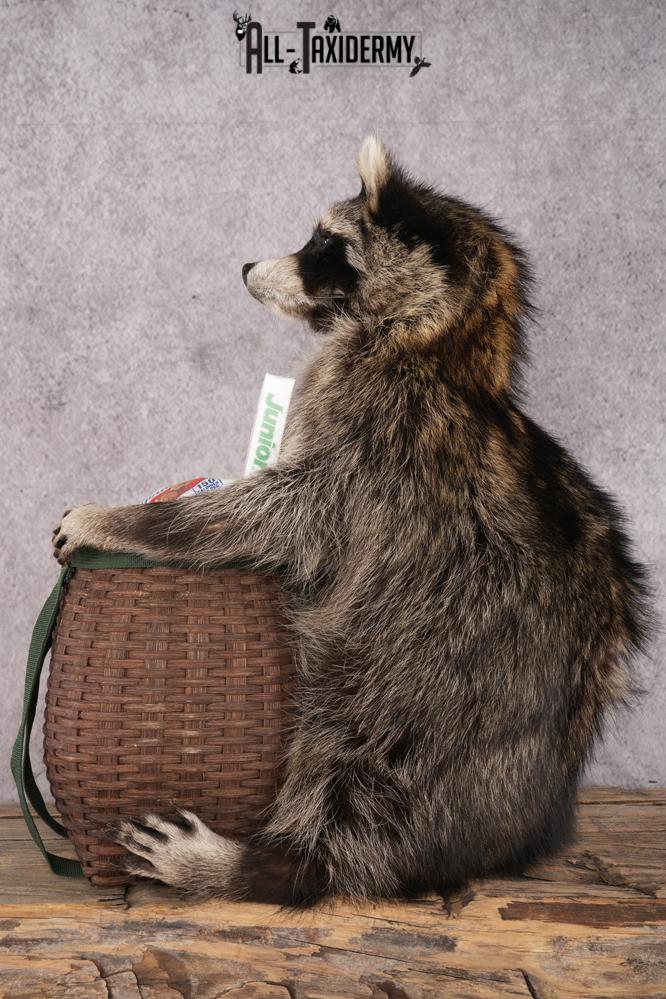 Goody Basket Raccoon SKU 3086 - Image 3