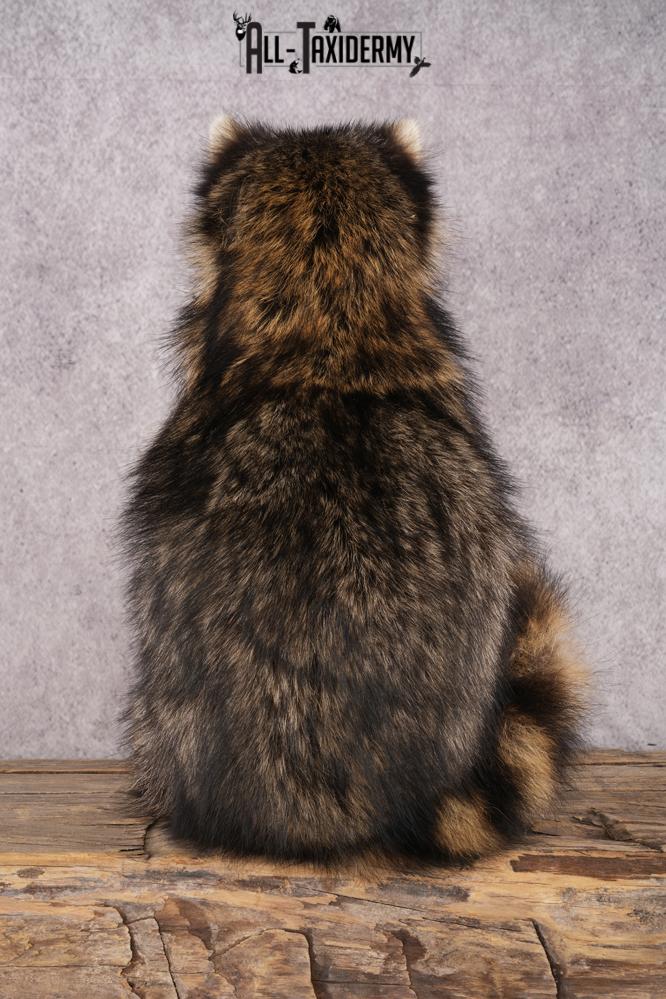 Goody Basket Raccoon SKU 3086 - Image 2