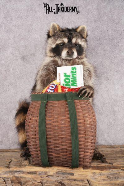 Goody Basket Raccoon SKU 3087