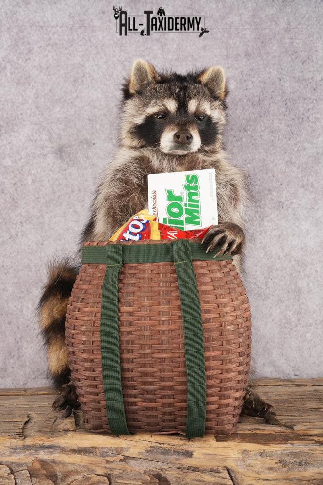 Goody Basket Raccoon SKU 3087