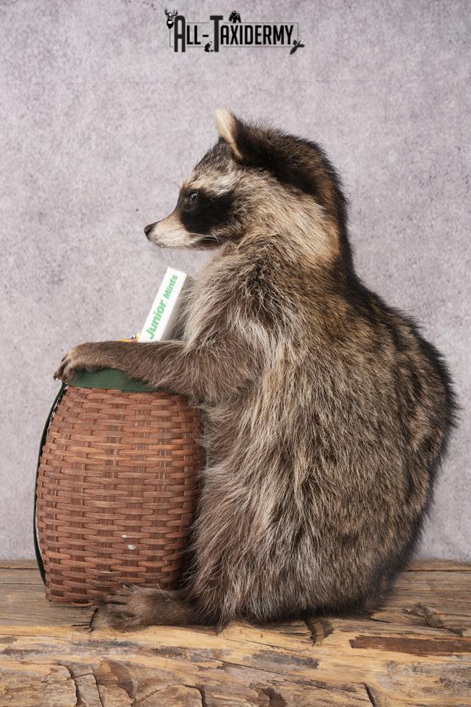 Goody Basket Raccoon SKU 3087 - Image 4