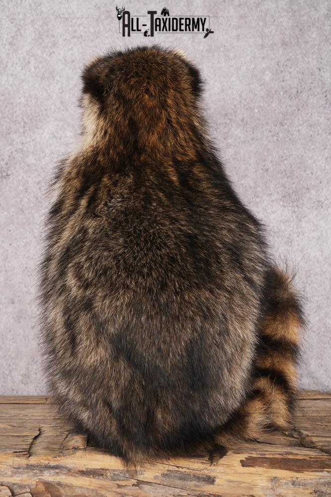 Goody Basket Raccoon SKU 3087 - Image 3