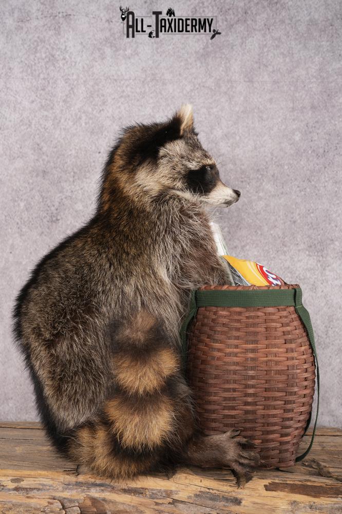 Goody Basket Raccoon SKU 3087 - Image 2