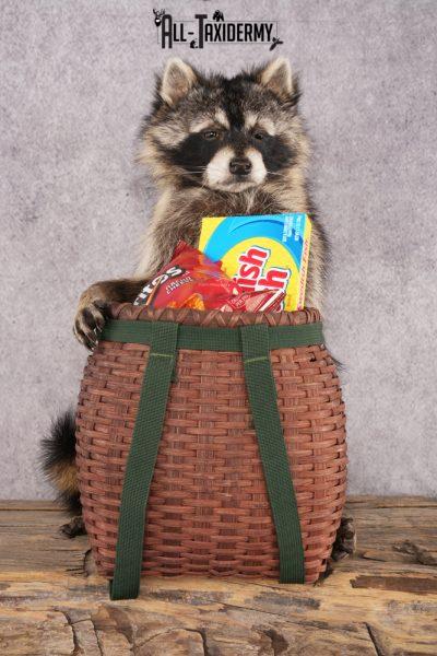 Goody Basket Raccoon SKU 3088