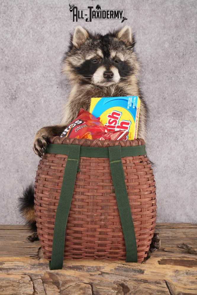 Goody Basket Raccoon SKU 3088