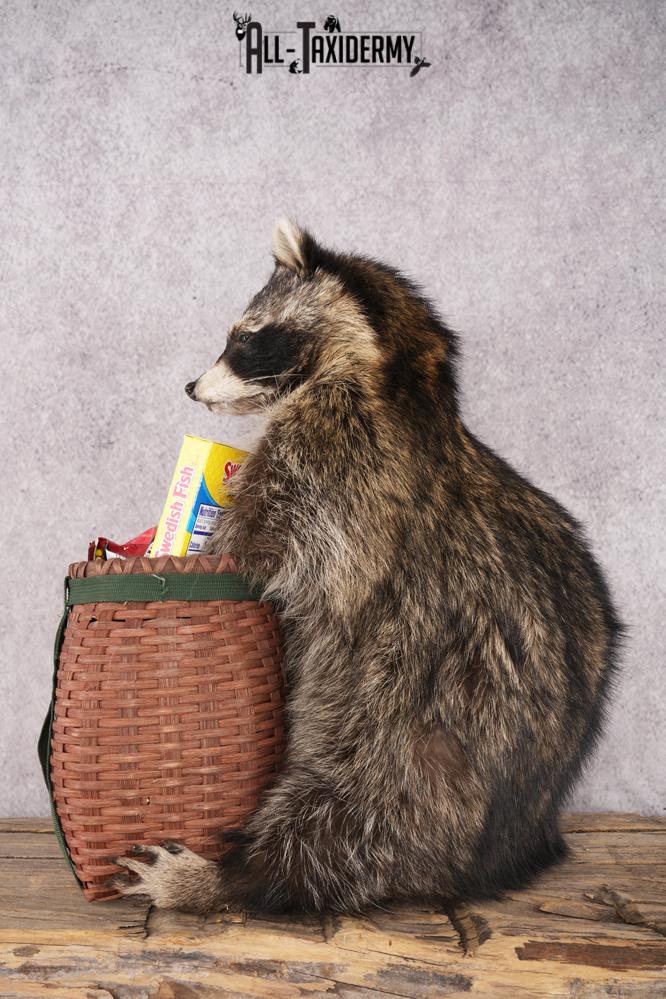 Goody Basket Raccoon SKU 3088 - Image 4