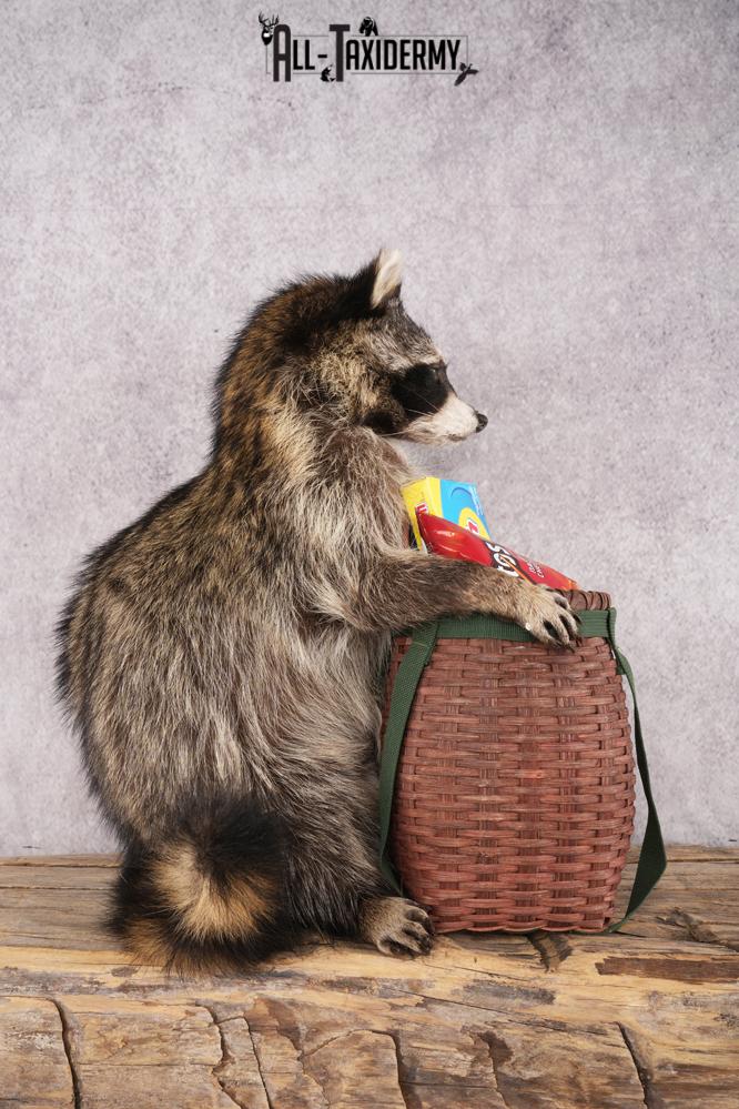 Goody Basket Raccoon SKU 3088 - Image 2