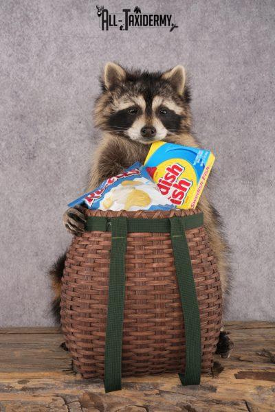 Goody Basket Raccoon SKU 3089