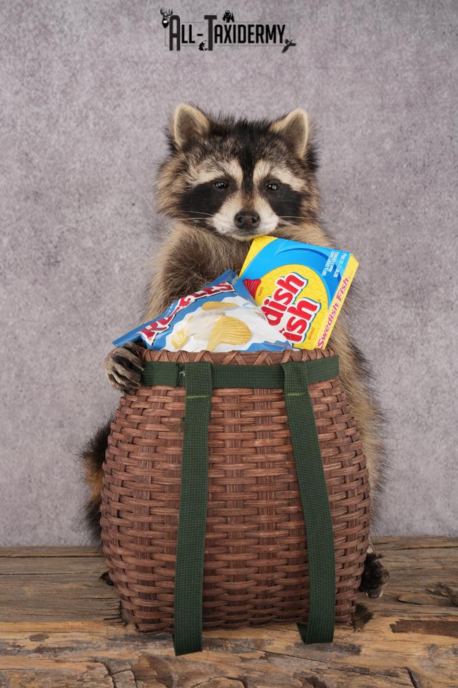 Goody Basket Raccoon SKU 3089