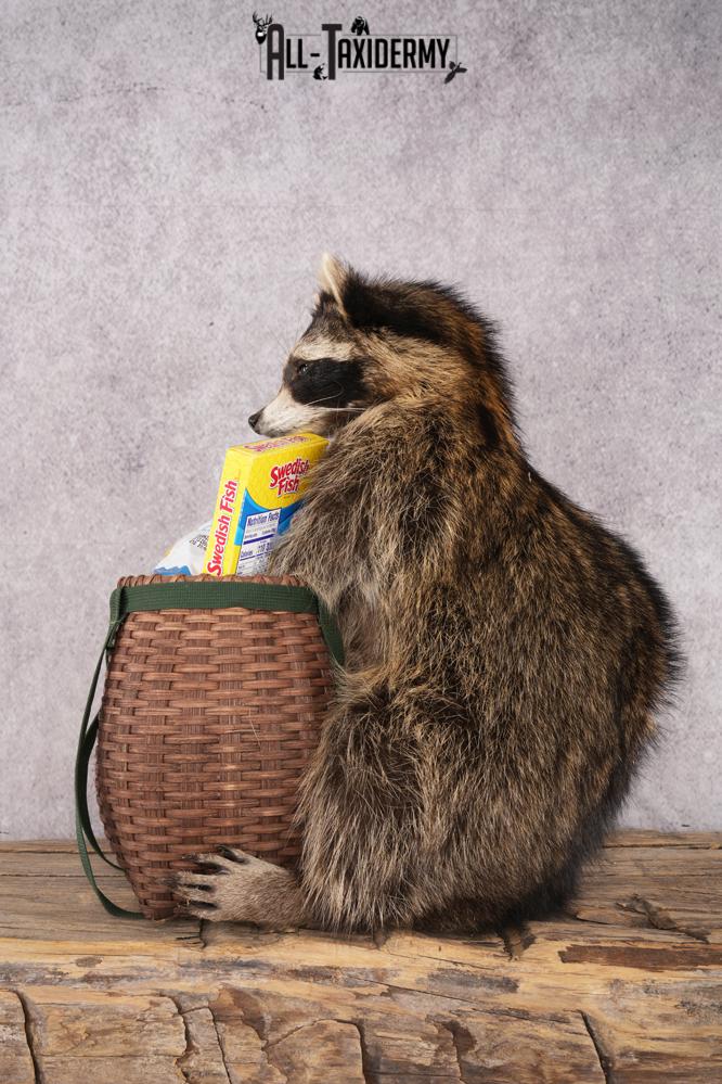 Goody Basket Raccoon SKU 3089 - Image 4