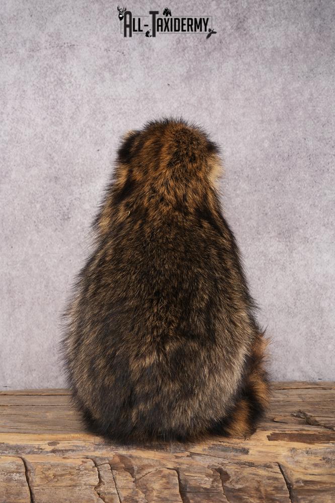 Goody Basket Raccoon SKU 3089 - Image 3