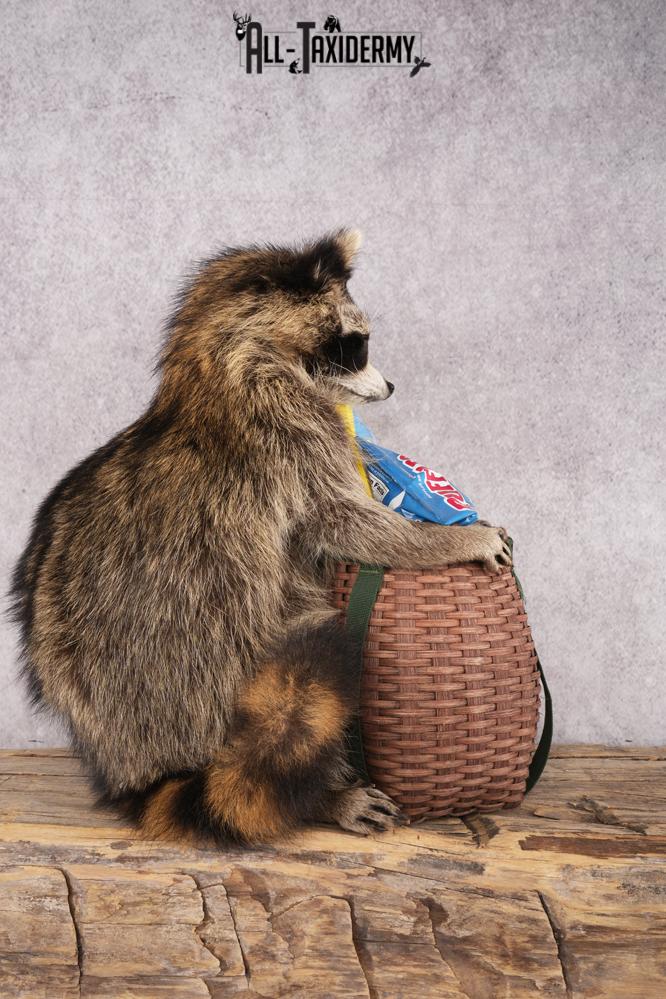 Goody Basket Raccoon SKU 3089 - Image 2