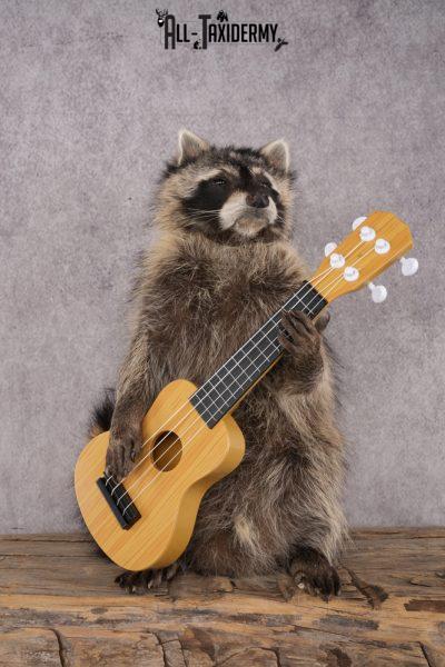 Guitar Raccoon SKU 3078