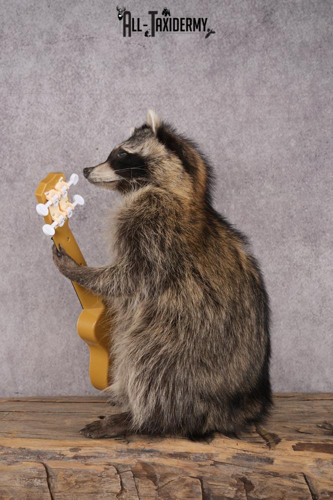 Guitar Raccoon SKU 3078 - Image 4