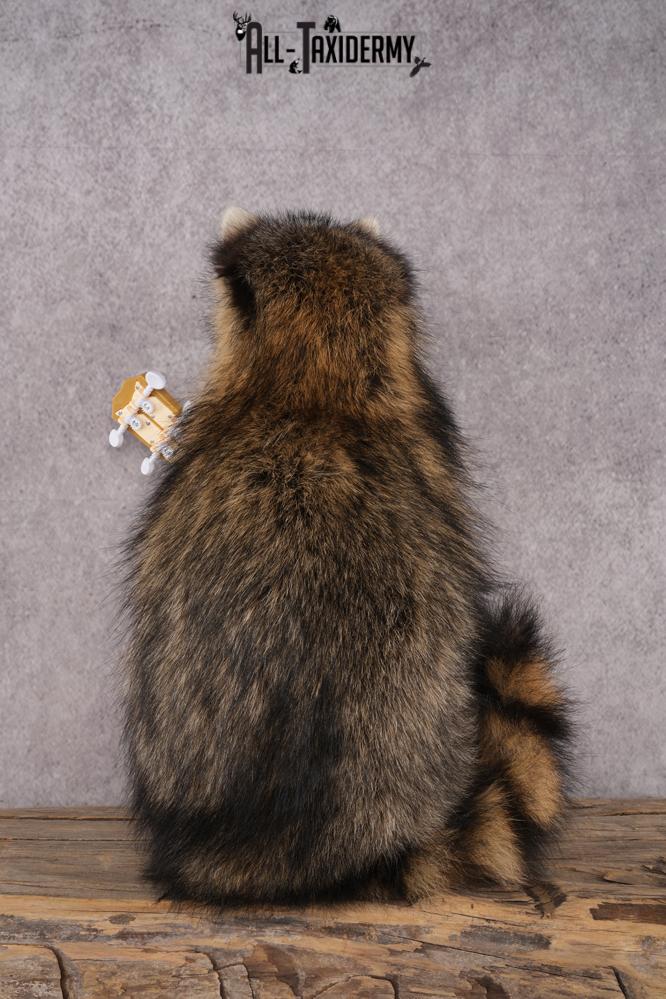 Guitar Raccoon SKU 3078 - Image 3