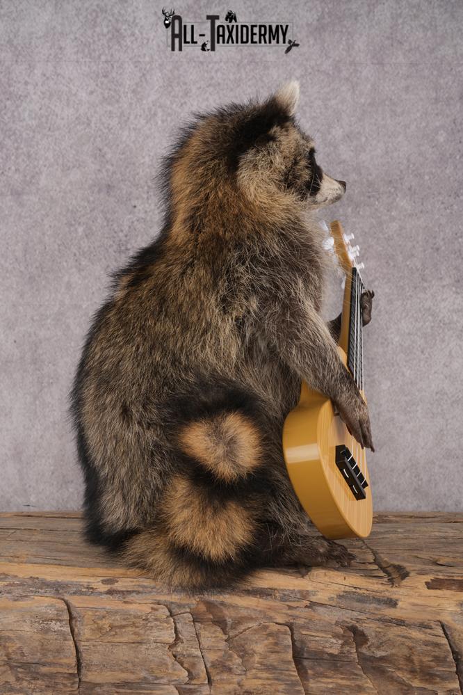 Guitar Raccoon SKU 3078 - Image 2