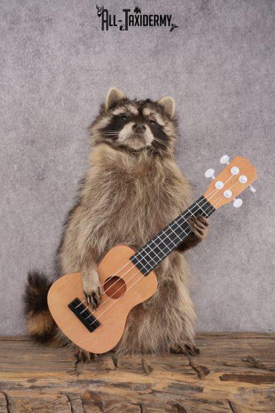 Guitar Raccoon SKU 3079