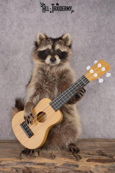 Guitar Raccoon SKU 3080