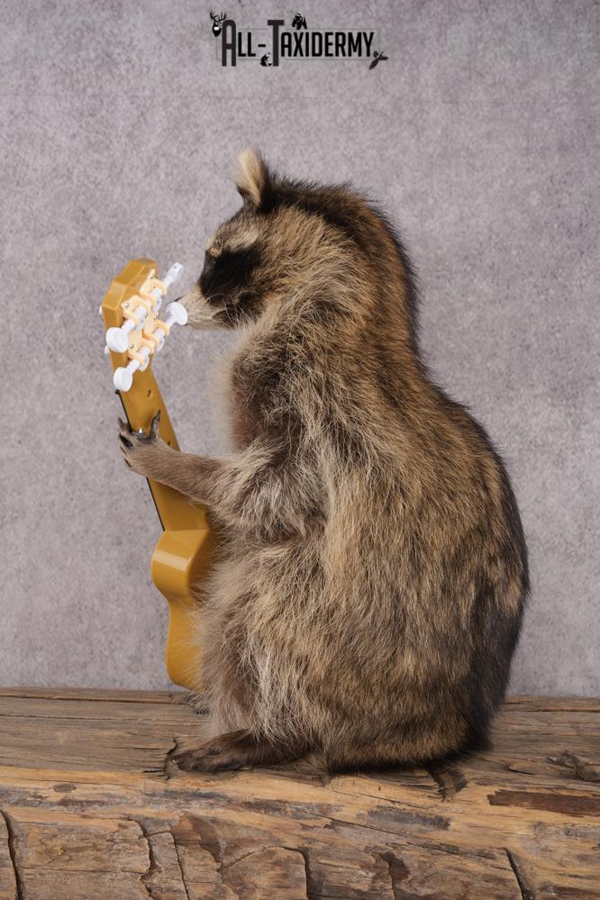 Guitar Raccoon SKU 3080 - Image 4