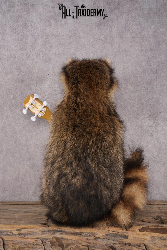 Guitar Raccoon SKU 3080 - Image 3