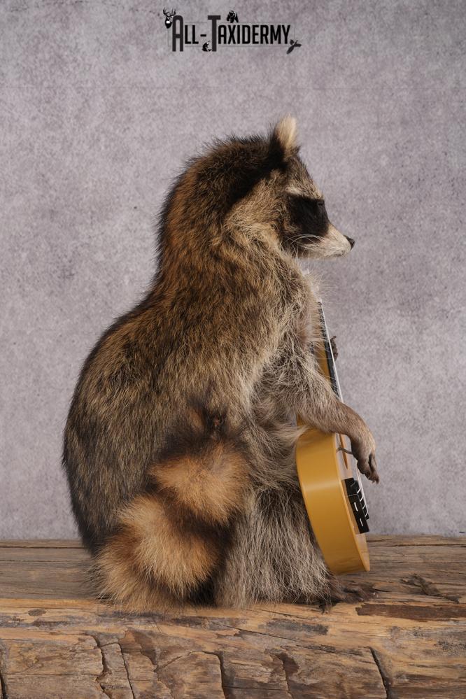 Guitar Raccoon SKU 3080 - Image 2