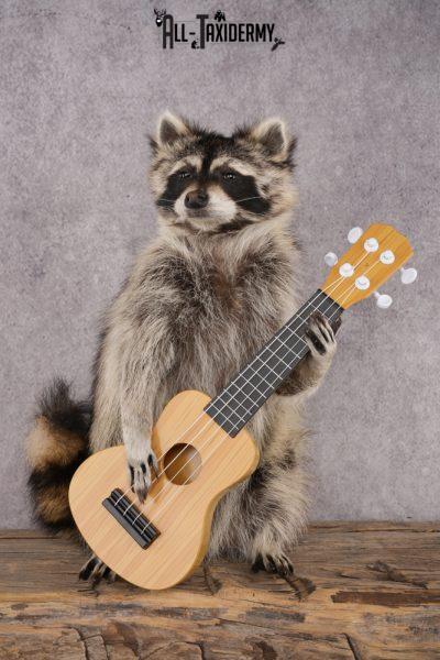 Guitar Raccoon SKU 3081