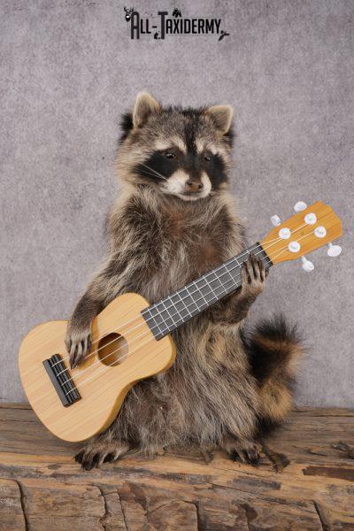 Guitar Raccoon SKU 3082
