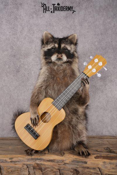 Guitar Raccoon SKU 3083