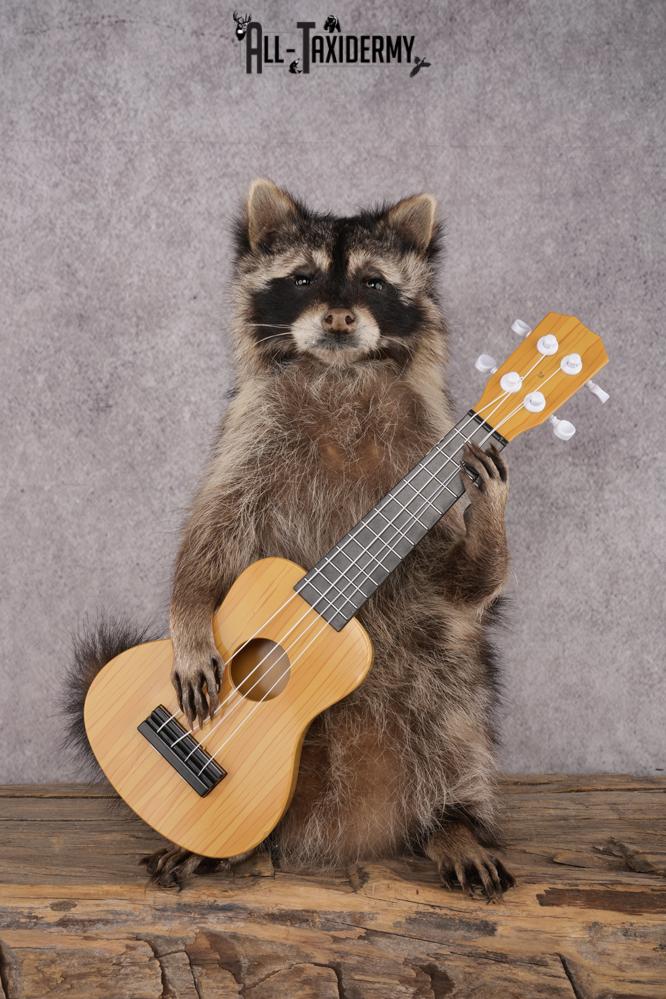Guitar Raccoon SKU 3083