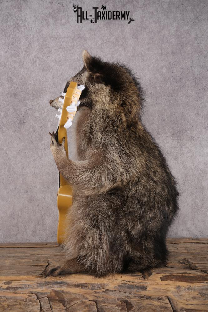 Guitar Raccoon SKU 3083 - Image 4