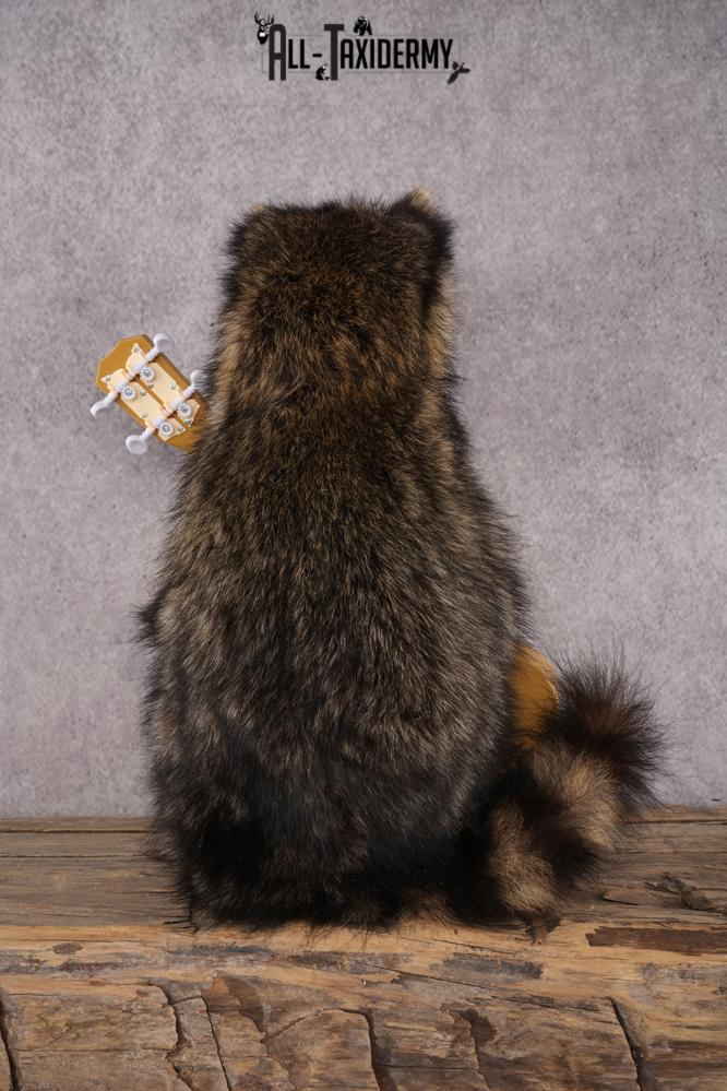 Guitar Raccoon SKU 3083 - Image 3