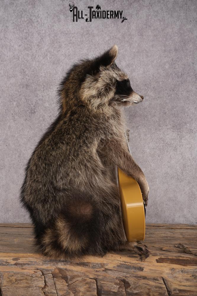 Guitar Raccoon SKU 3083 - Image 2